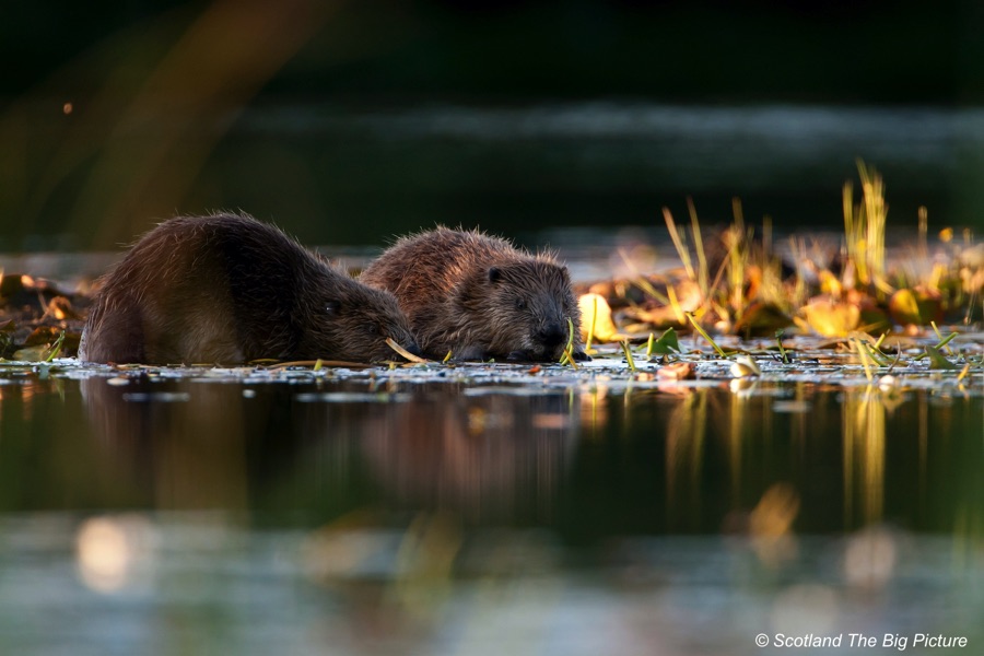 Beavers